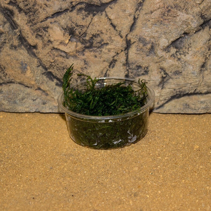 ProRep Live plant Flame Moss (80cc cup)