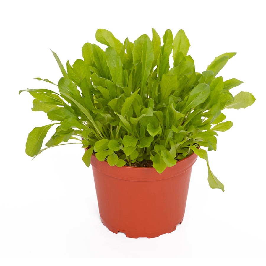 ProRep Live Plant Dandelion 10cm pot