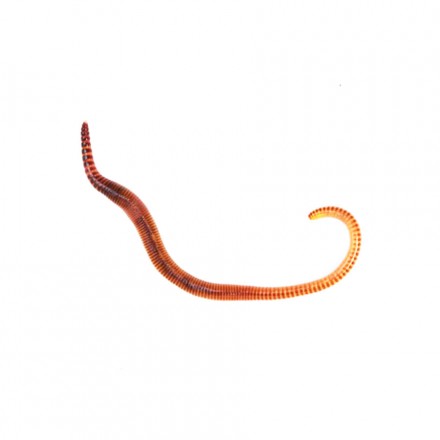 Livefood Small Worms (Dendrobaena) - Online Reptile Shop